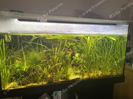 Share Diversea 200L Fish Tank And Stand