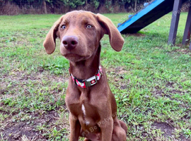 LAST PUP STILL WAITING GORGEOUS BOY