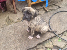 Cane corso X American bulldog