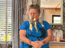 Handtame cockateils
