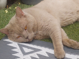 Looking for his for ever home