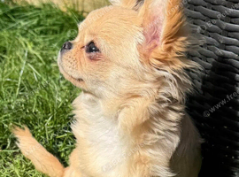 Quality long coat pedigree small chihuahua girl