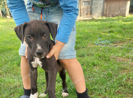 Last bull x dog pup
