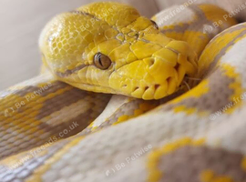 Reticulated python