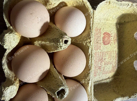 6x fertile guniea fowl eggs for sale