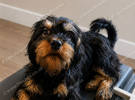Cavapoo &times; Border Terrier cross