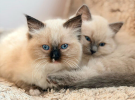 Beautiful Ragdoll Kittens &ndash; Ready for Their New Homes