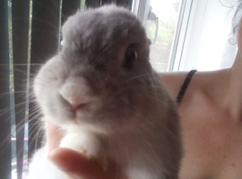 Beautiful grey siemese rabitt boy &pound;20