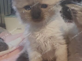Ragdoll x Maine coon kittens
