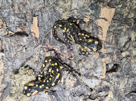 Portuguese Fire Salamanders at Birmingham Reptiles