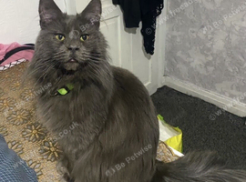 Mainecoon
