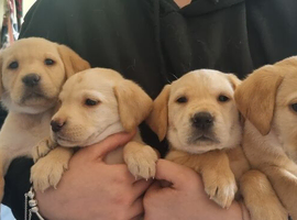 Labrador Retriever puppies available