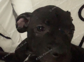 Roo pup rehoming