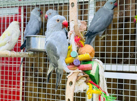 Ring neck parrot