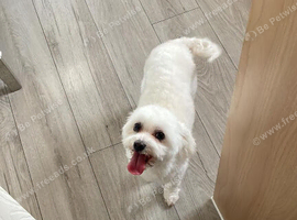 Beautiful puppies for sale
