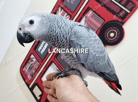 Hand reared baby African grey