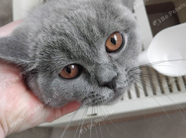 Female british shorthair kitten