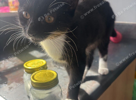 Kittens black/tuxedo