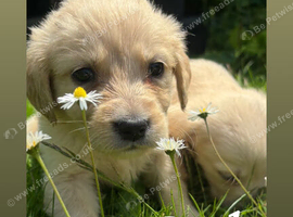 Golden retriever pups