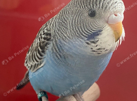 Young budgie