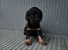 Black & Tan Girl Available
