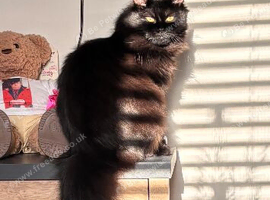 Maincoon x ragdoll
