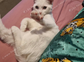 White Kitten for Sale