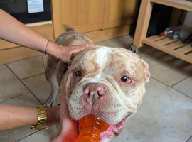 Need a new home for my girl roxy