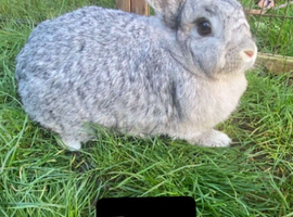 Giant Chinchilla Doe