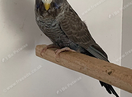 Blackface back wing violet hen