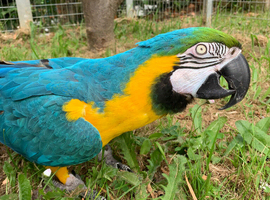 Blue and Gold Macaw Seeking a Loving Forever Home