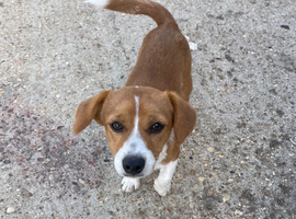Beagle boy
