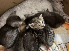 Mixed breed kittens