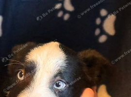 Collie x Huntaway puppies