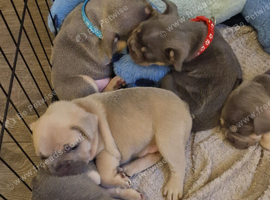 French bulldog puppies