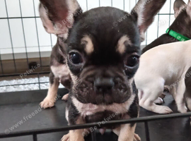 French bulldogs puppies