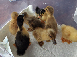 Ducklings 1 and 3 week old mixed breed
