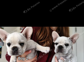 French bulldog puppies, KC registered for sale