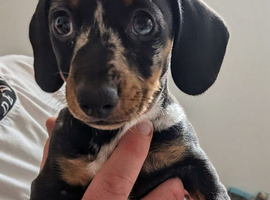 Miniature dachshunds puppies