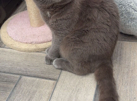 Male Scottish fold