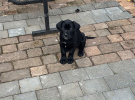 Female Cane Corso Puppy
