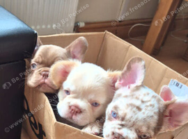 French bulldogs pups