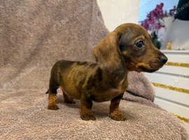 Miniature Dachshund