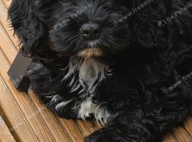 Stunning F1 Cockerpoo Girl Puppies Ready Now!