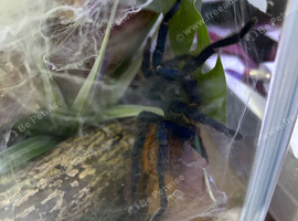 GBB FOR SALE