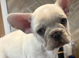 French bulldog puppies