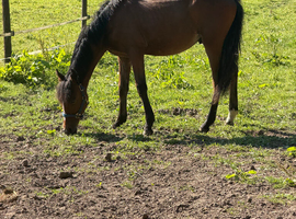 Show pony unreg yearling colt
