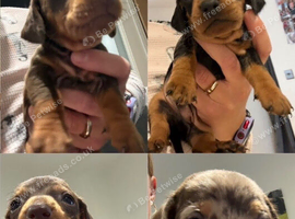 4 Miniature Dachshunds, purebred.