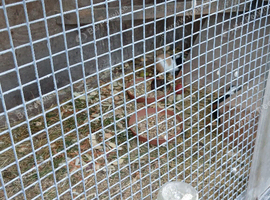 Guinea pigs for sale