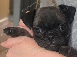 Pug female